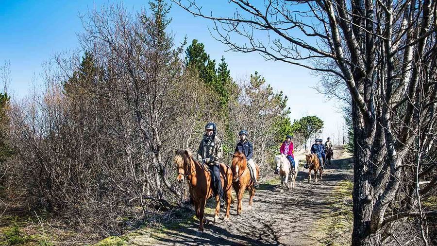 riding horses in iceland through a small forest