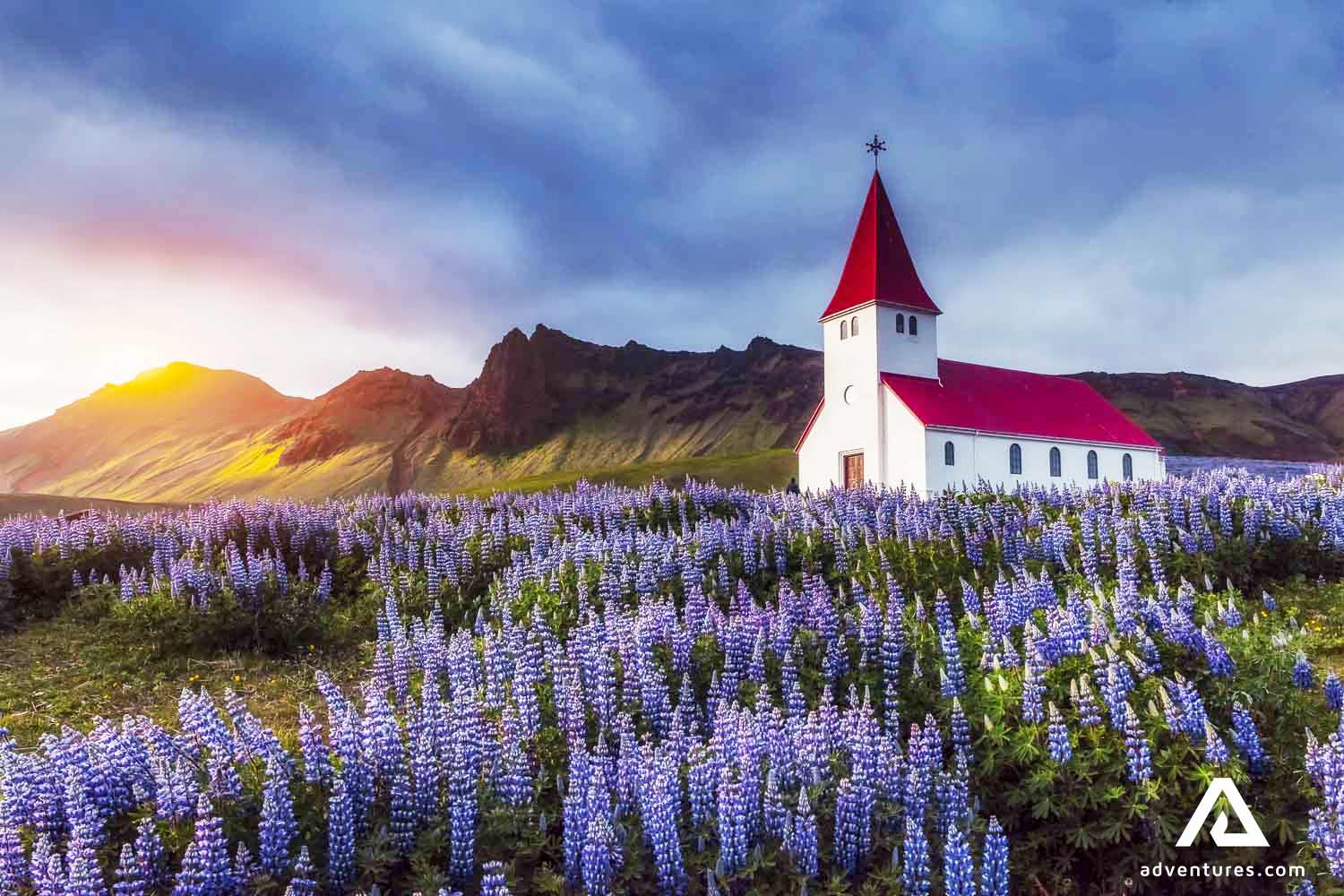 church in vik near a lupine field at sunset