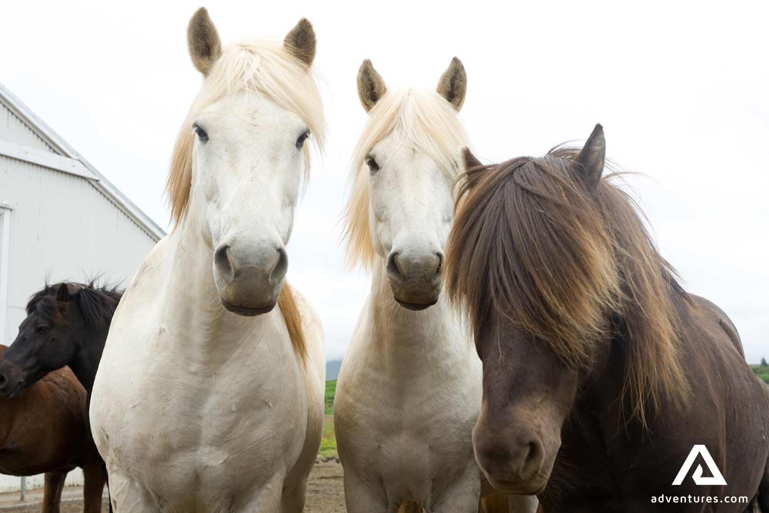 curious horses looking