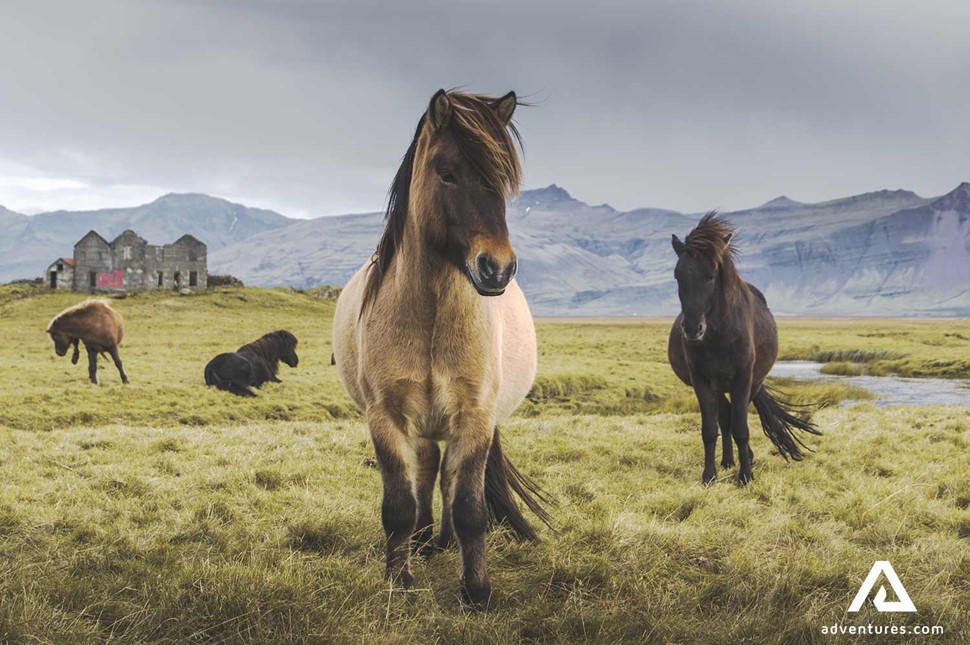 icelandic horses in a field near hofn in the south coast of iceland