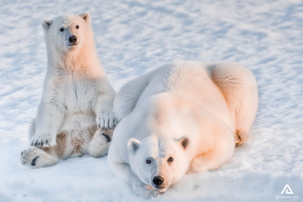 Polar bears watching
