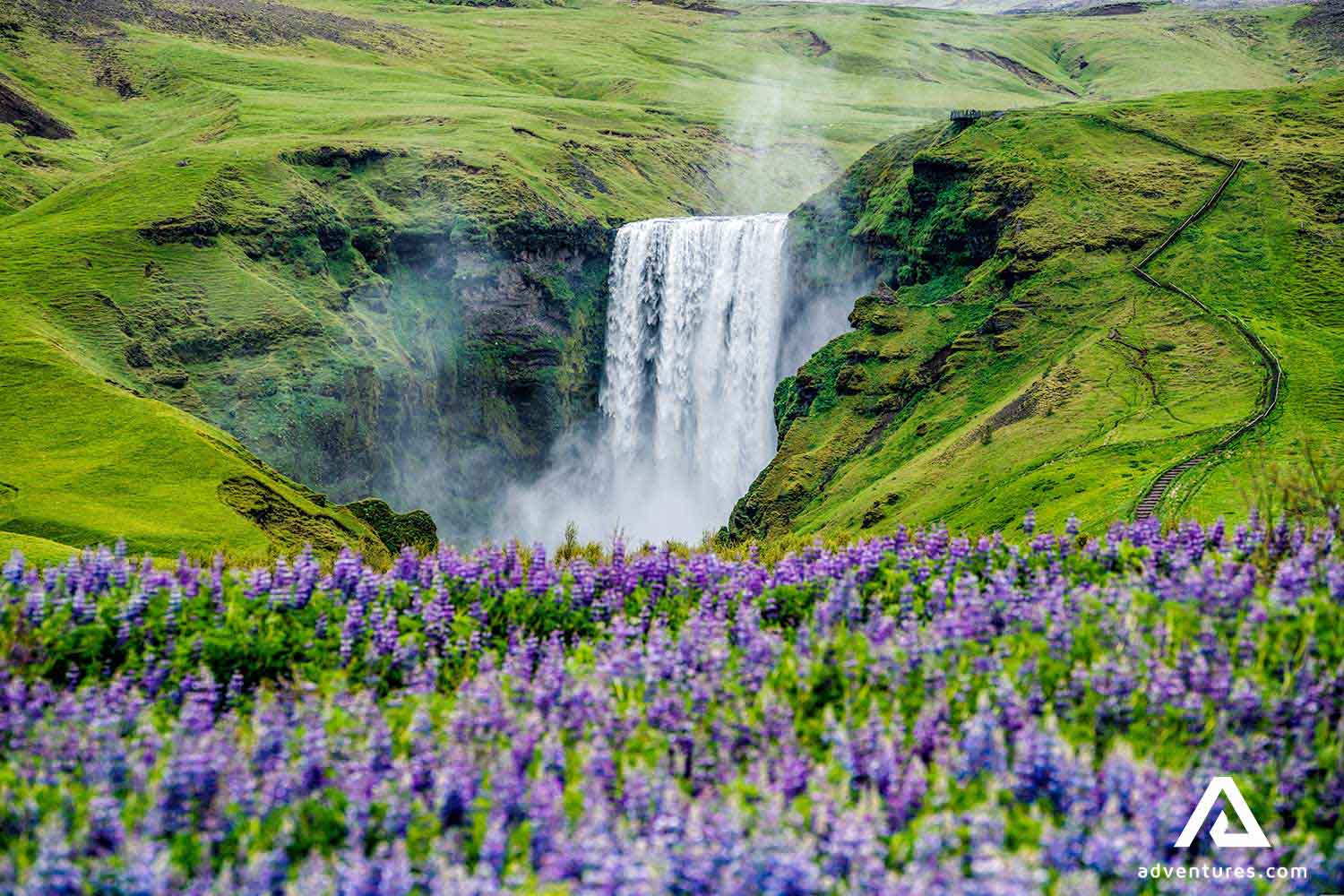 lupine field near skogafoss waterfall