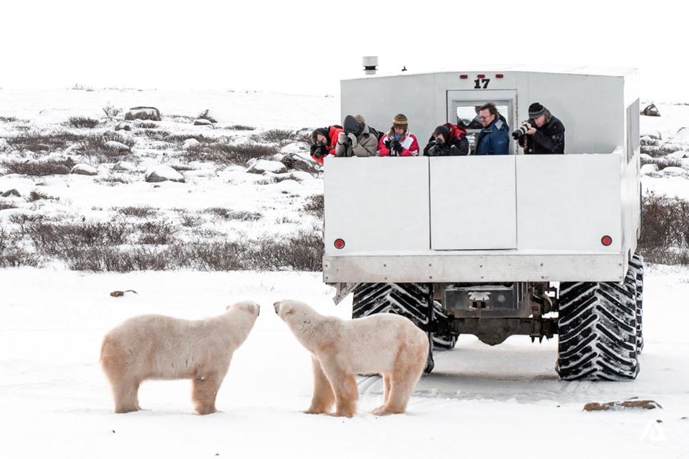 View Beluga Whales Polar Bears In Manitoba Adventures Com