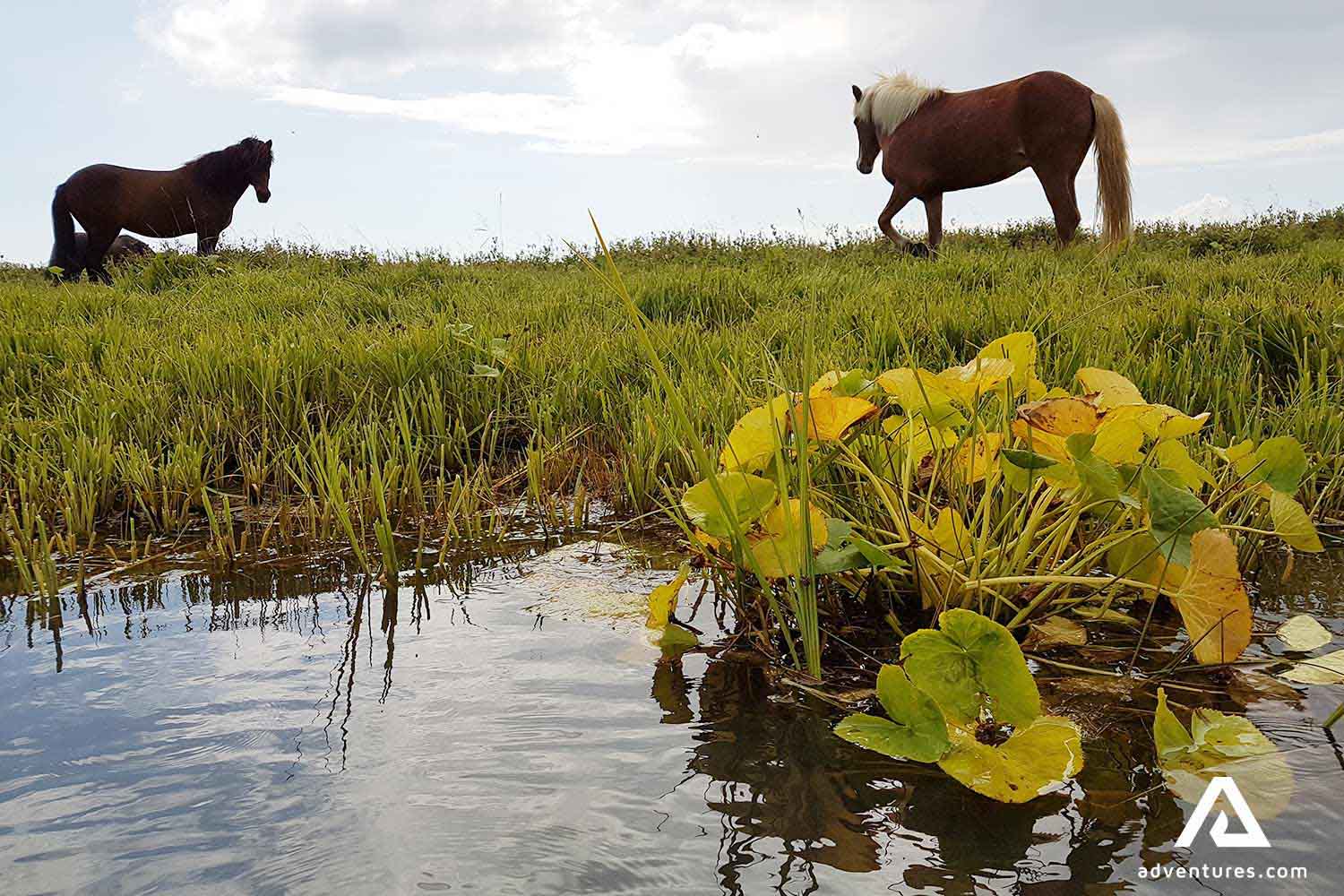 Icelandic horses in Stokkseyri