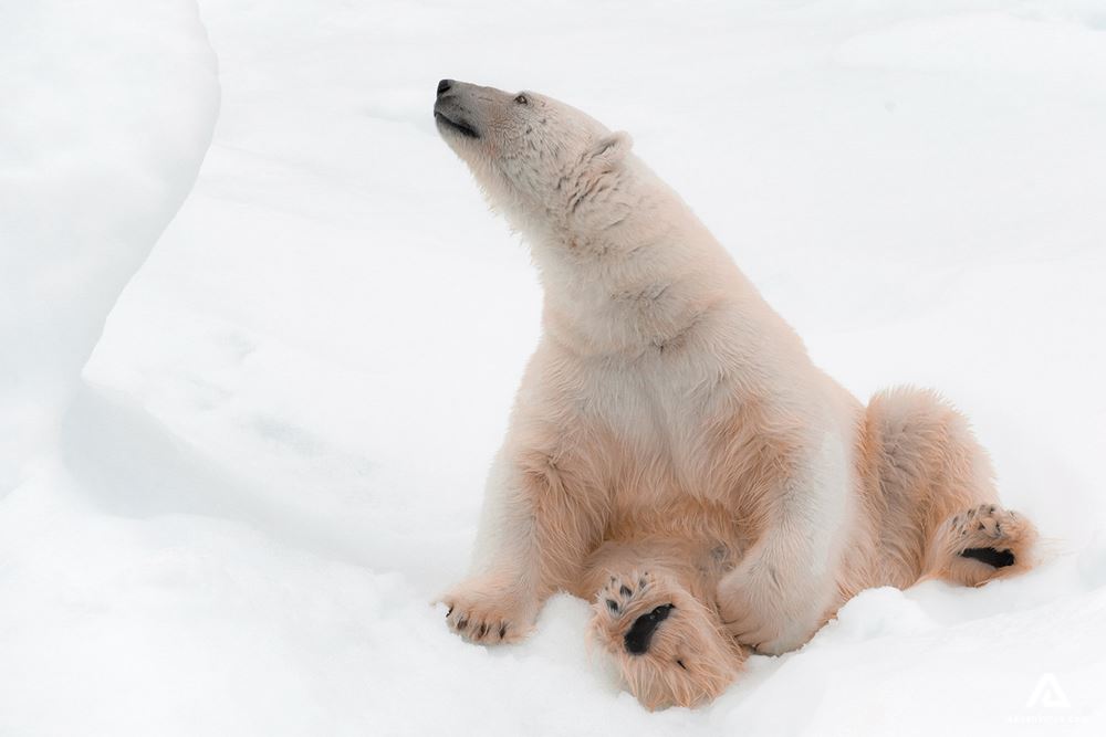 Wildlife of a polar bear