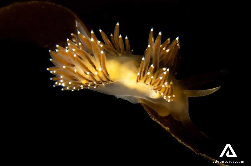 ocean creature nudibranch in iceland