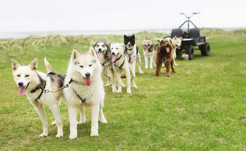 Abenteuertour auf dem Hundeschlitten