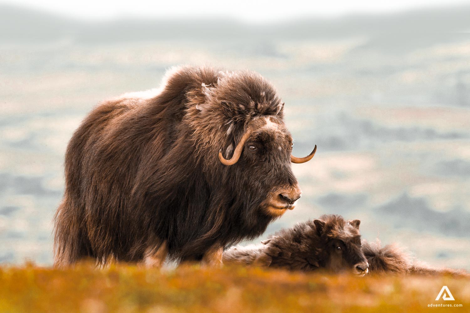 Muskox wildlife