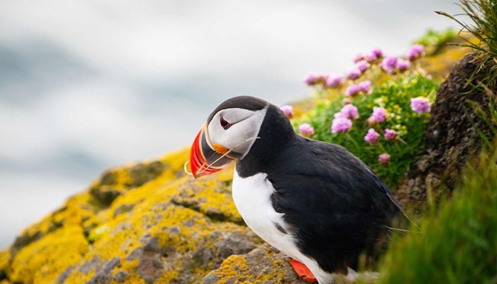 puffin near colourful summer flowers on a cliff