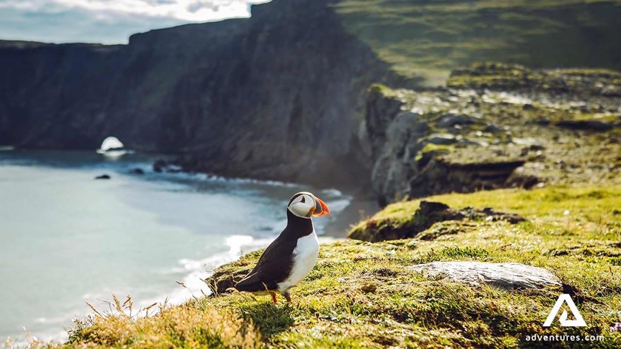 sunny view of a puffin near a high cliff