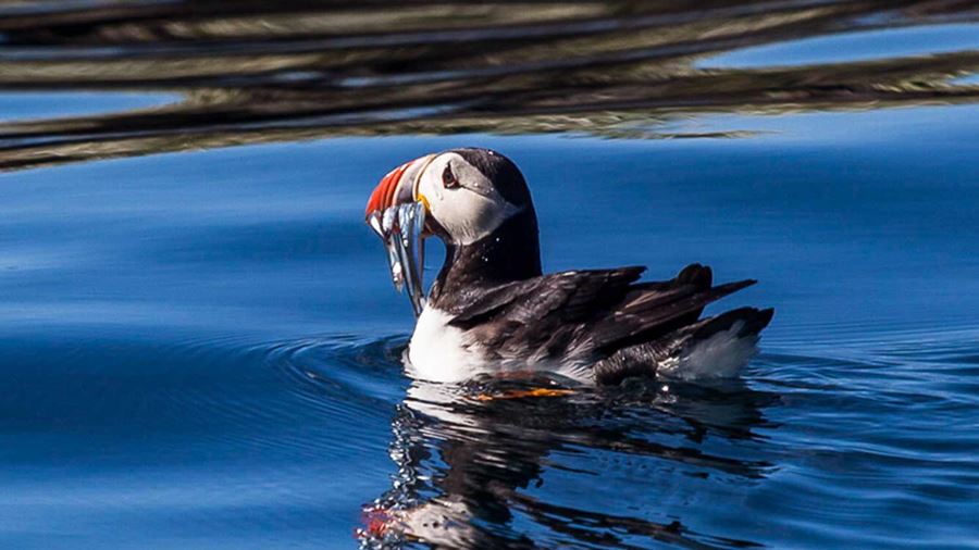puffin in the water while fishing