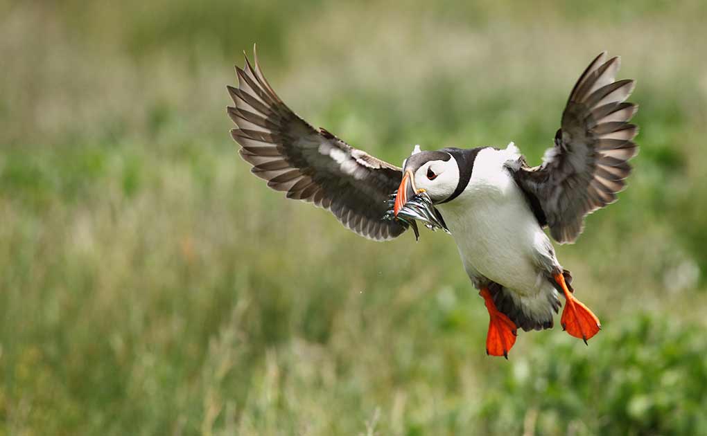 Hardy Boat Cruises- Monhegan Ferry & Puffin Watch - Boothbay Harbor Region