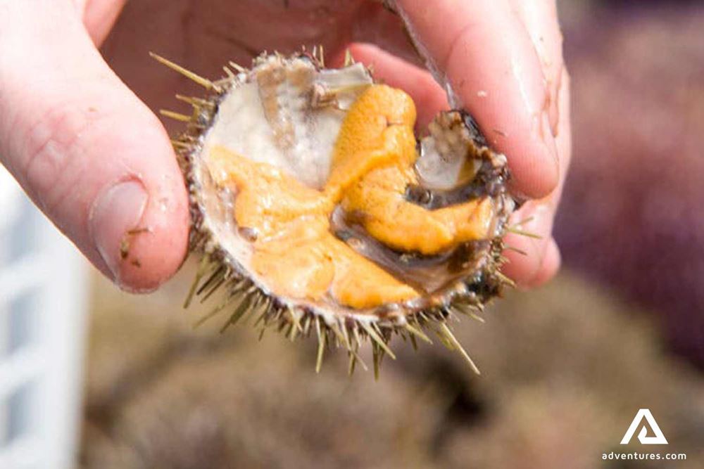 sea urchin inside view