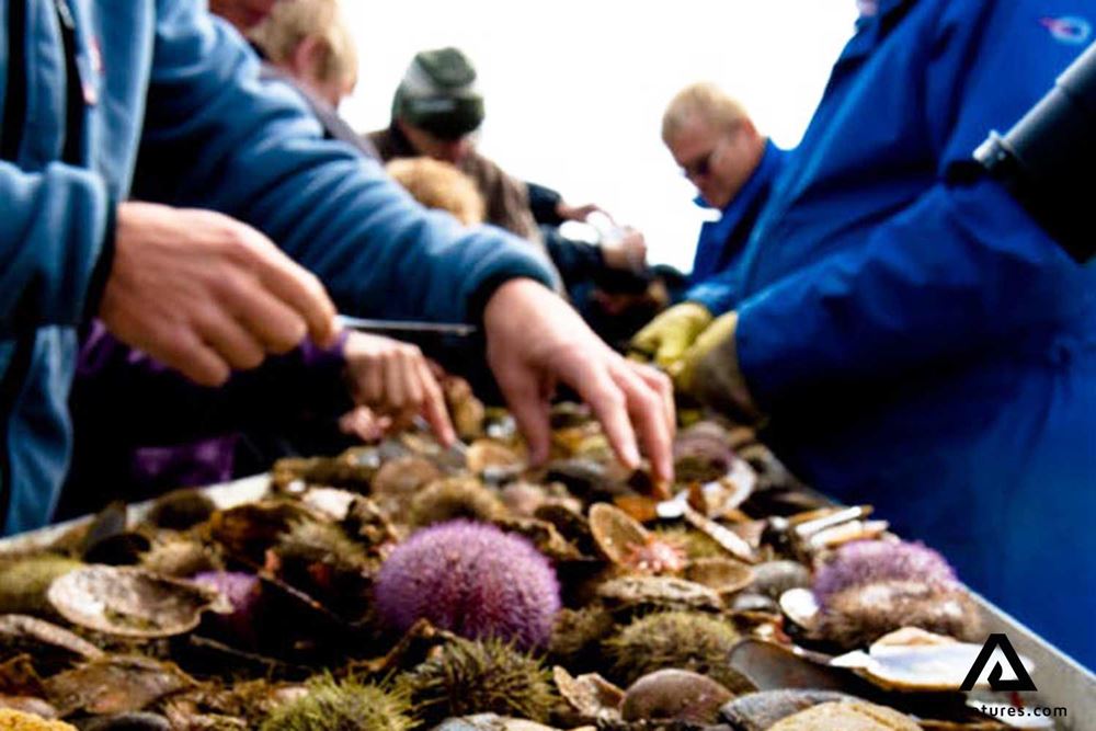 fish and sea urchins on a large table