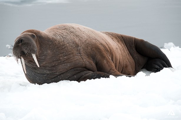Walrus wilflife