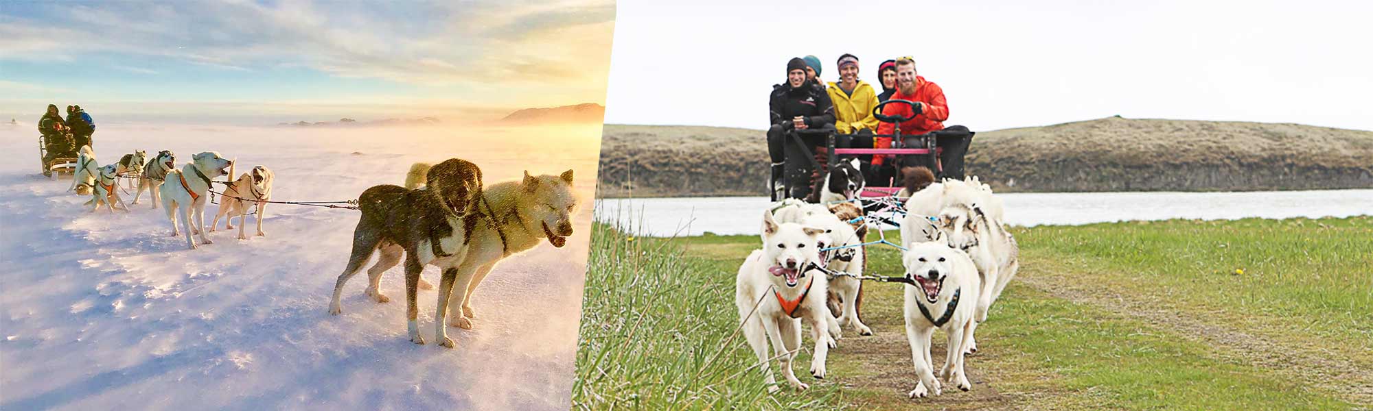 Dog Sledding in Iceland Dogsledding Tours