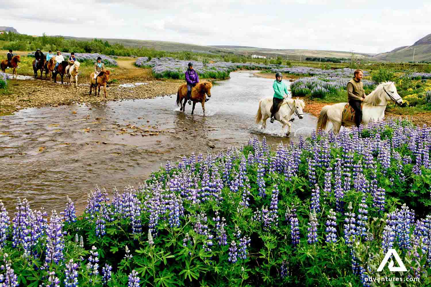 small group walking with horses