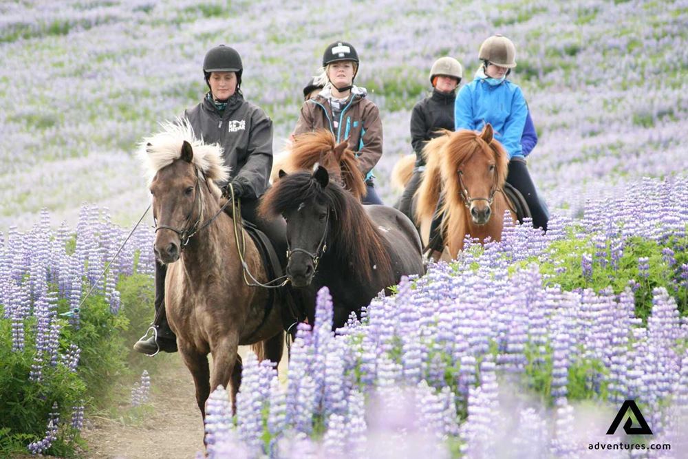 small group horseriding through a lupine field