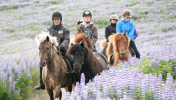 small group horseriding through a lupine field in Iceland