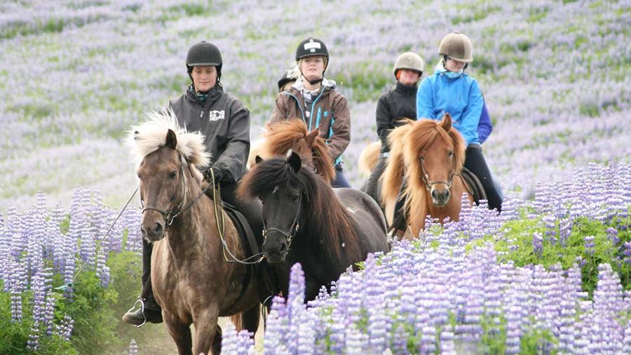small group horseriding through a lupine field