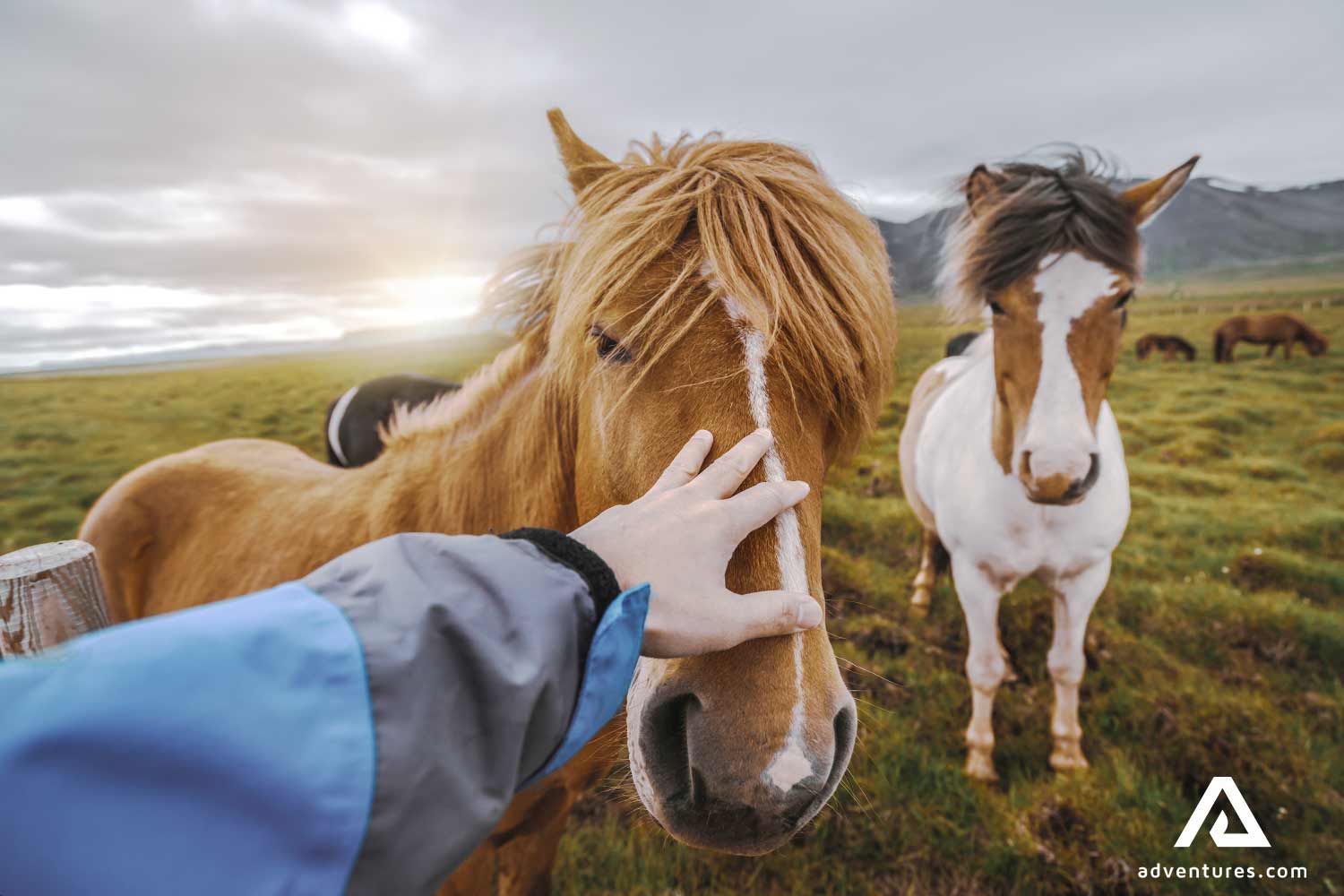 petting icelandic horses in a lava field