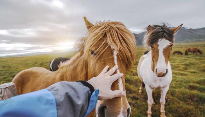 petting icelandic horses in a lava field