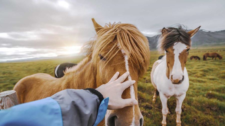 petting icelandic horses
