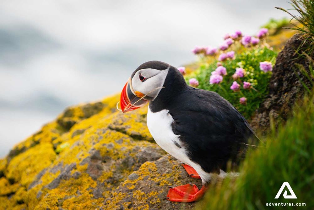 puffin on a cliff with flowers