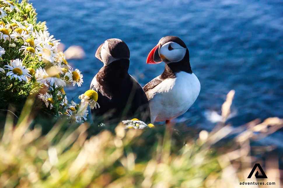 two puffins on a cliff with daisy flowers
