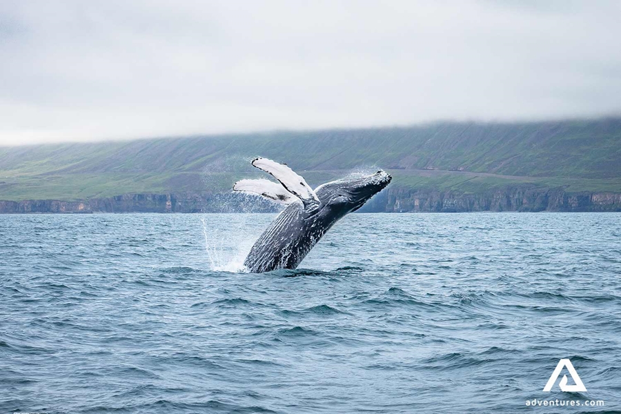 whale breaching high above the water