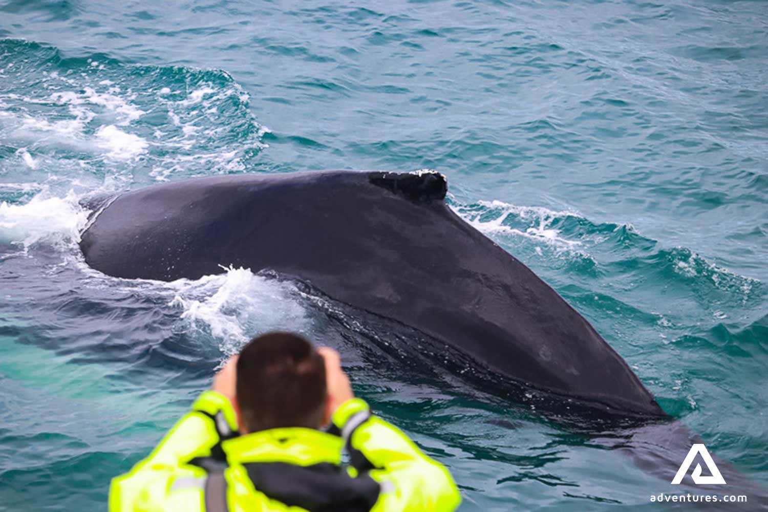 orca swimming close to a boat