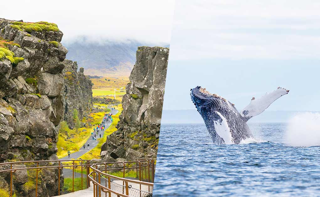 thingvellir national park and whale jumping out of the ocean