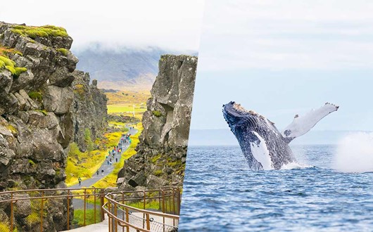 Whale Watching & The Golden Circle