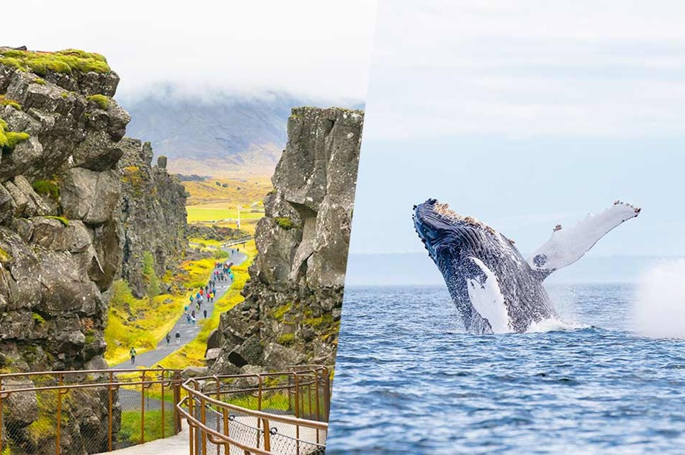 thingvellir national park and whale jumping out of the ocean