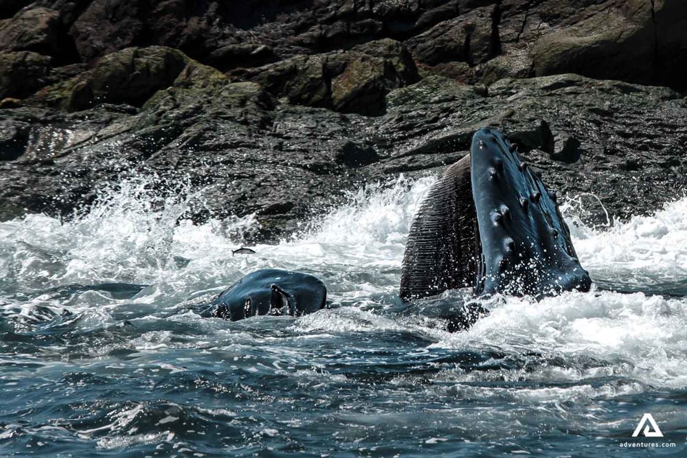 Whales breach in ocean