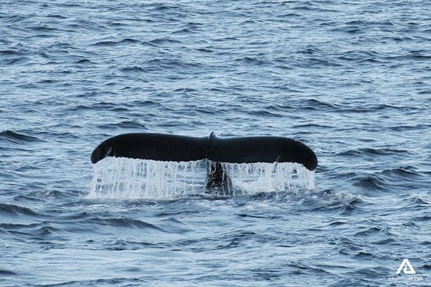 Whales tail splashing