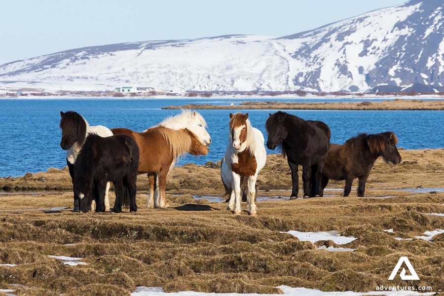 Icelandic Horses in a field