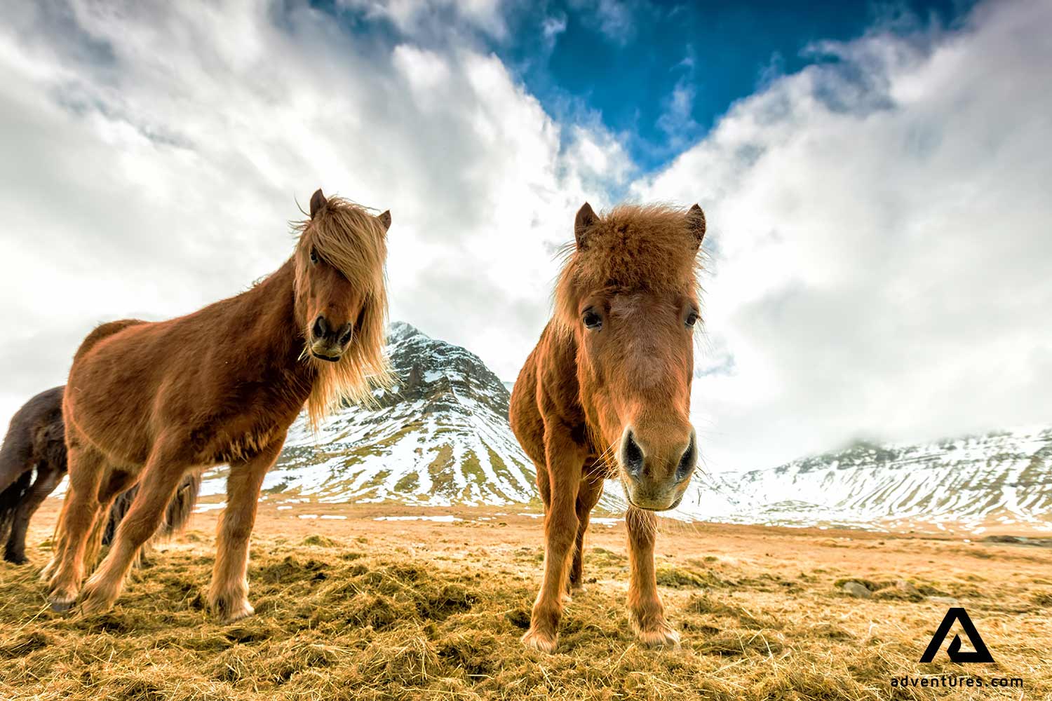 Curious Horses in Iceland