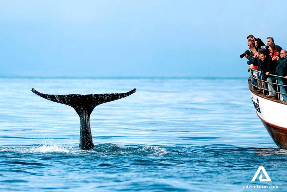Whale Tail near a boat
