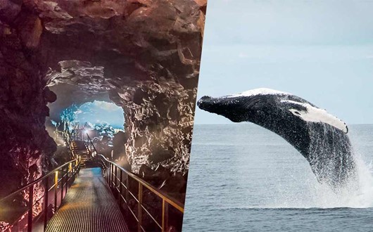 Veines volcaniques et Observation des baleines – Excursion combinée