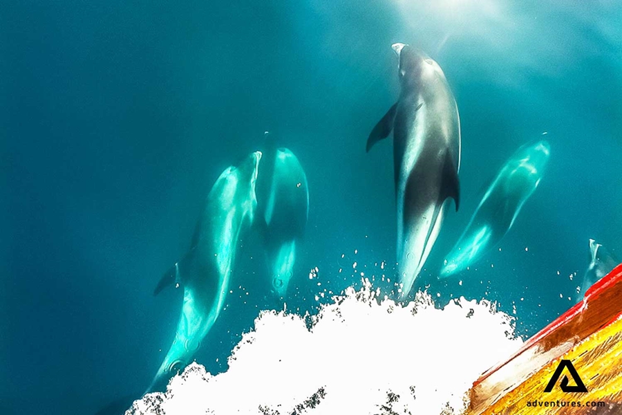 Dolphins swimming near a boat