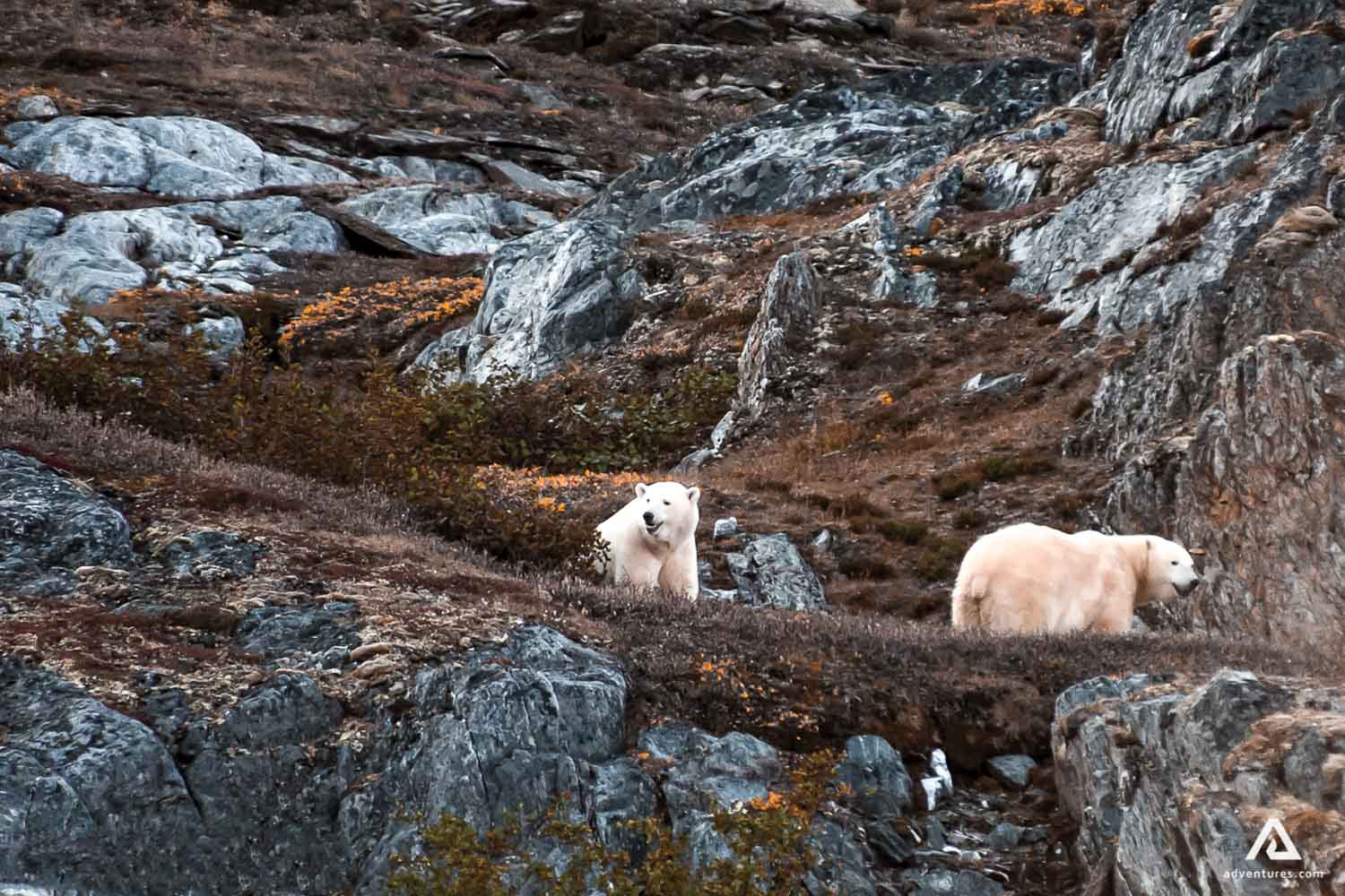 Polar bears climb mountains