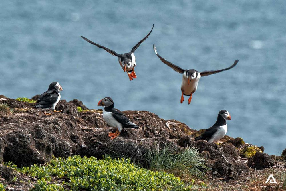 Puffins gathered in one spot