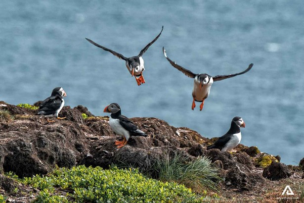 Puffins in action