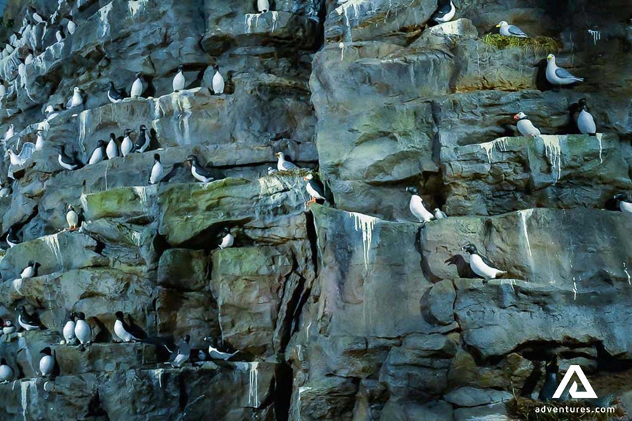 artificial latrabjarg cliff exhibition