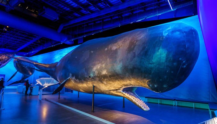big fake whale in a museum in iceland