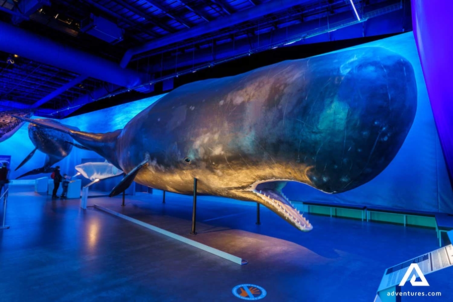 big fake whale in a museum
