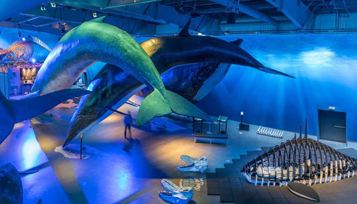 a view inside whale museum in reykjavik