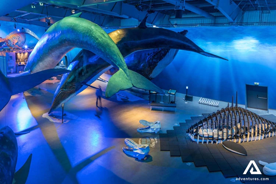 a view inside whale museum