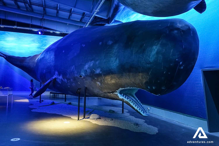 whale exhibition in a museum in reykjavik